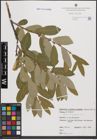 Foto von Salix cinerea L.
